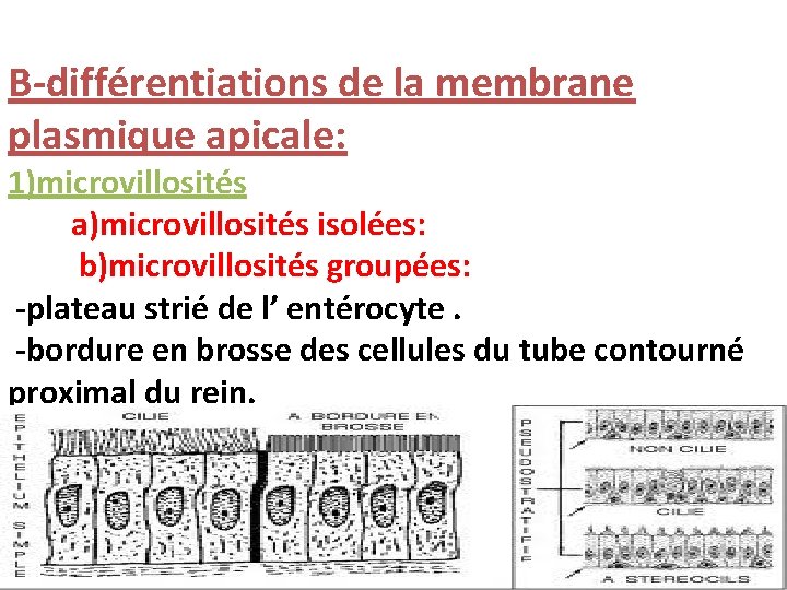 B-différentiations de la membrane plasmique apicale: 1)microvillosités a)microvillosités isolées: b)microvillosités groupées: -plateau strié de