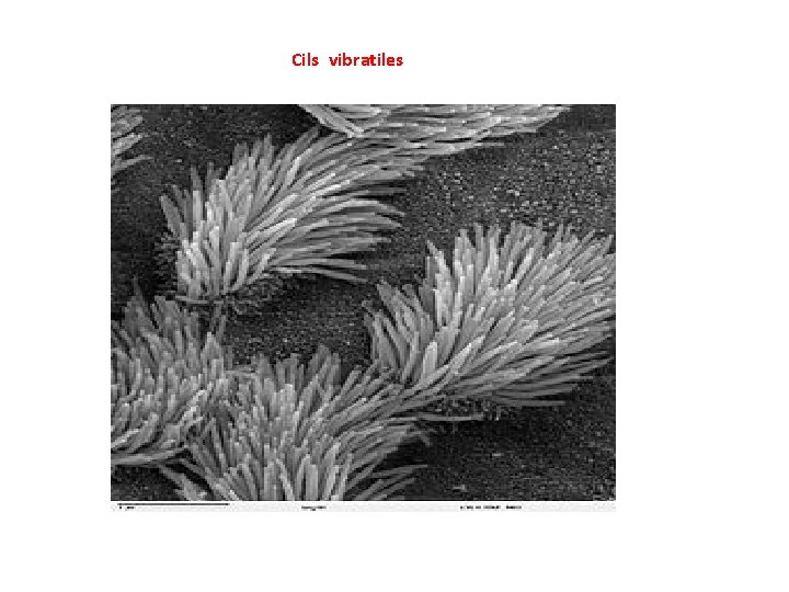 Cils vibratiles 