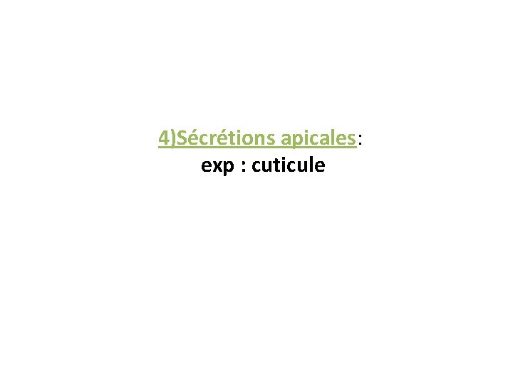 4)Sécrétions apicales: exp : cuticule 