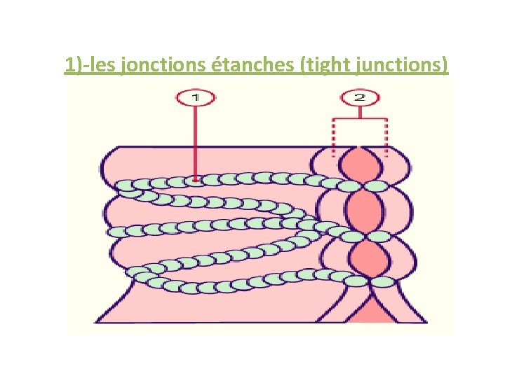1)-les jonctions étanches (tight junctions) 