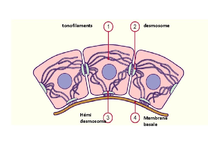 tonofilaments Hémi desmosome Membrane basale 