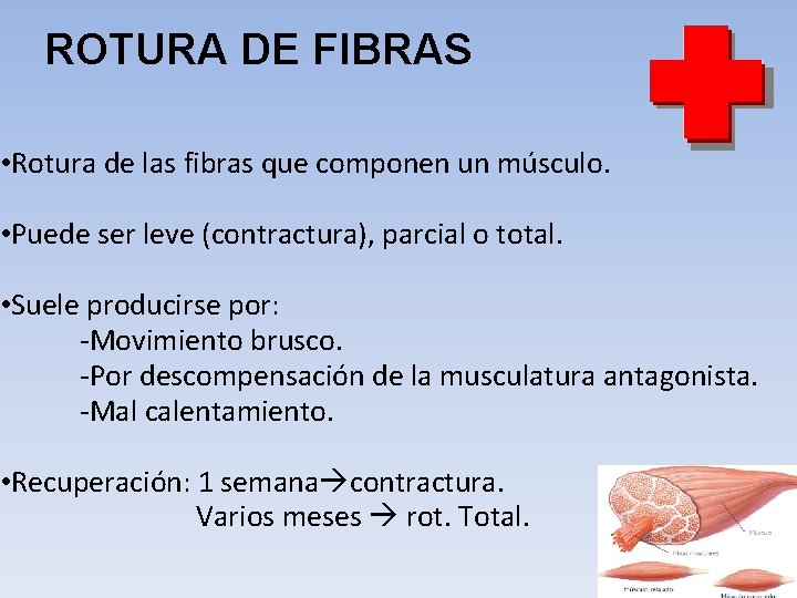  ROTURA DE FIBRAS • Rotura de las fibras que componen un músculo. •