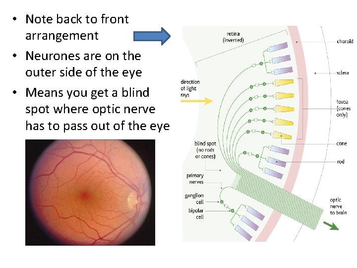  • Note back to front arrangement • Neurones are on the outer side