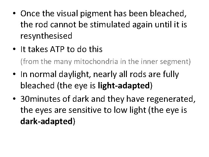  • Once the visual pigment has been bleached, the rod cannot be stimulated