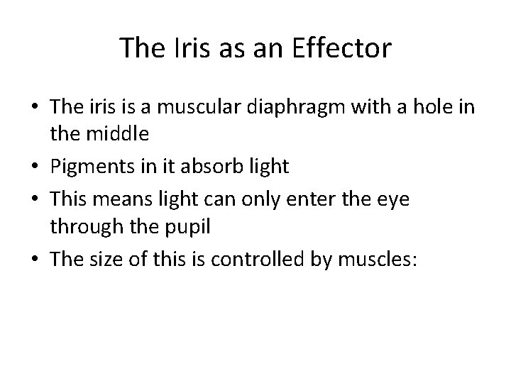 The Iris as an Effector • The iris is a muscular diaphragm with a