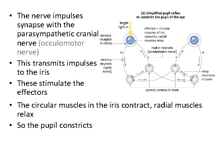  • The nerve impulses synapse with the parasympathetic cranial nerve (occulomotor nerve) •