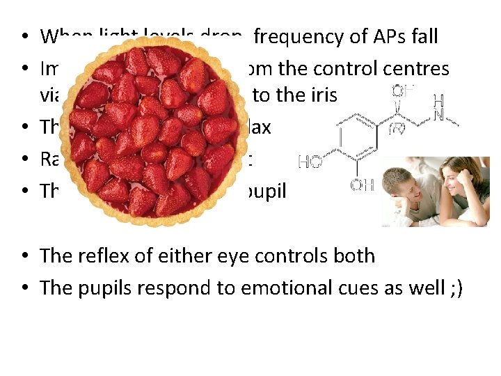  • When light levels drop, frequency of APs fall • Impulses then travel