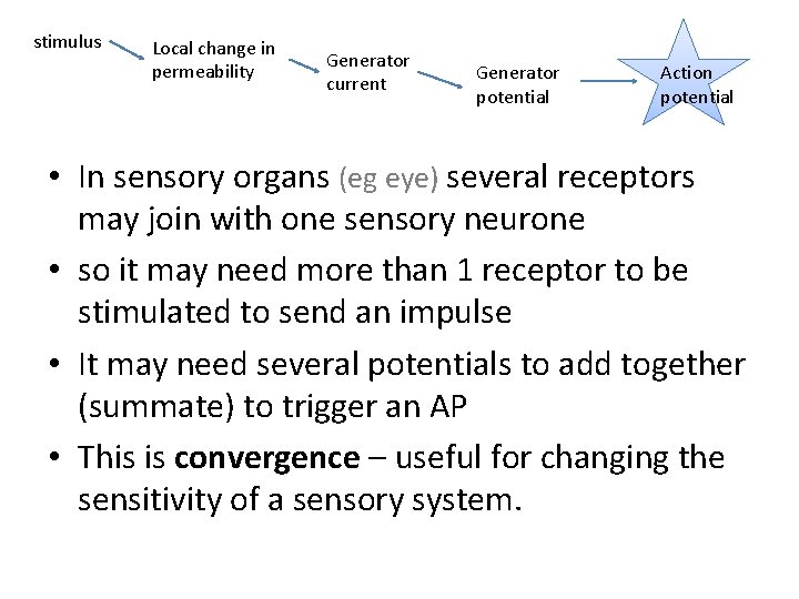 stimulus Local change in permeability Generator current Generator potential Action potential • In sensory