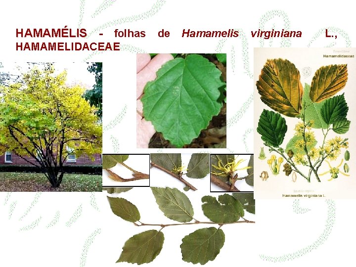 HAMAMÉLIS - folhas de Hamamelis virginiana HAMAMELIDACEAE L. , 