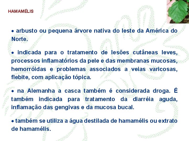 HAMAMÉLIS · arbusto ou pequena árvore nativa do leste da América do Norte. ·