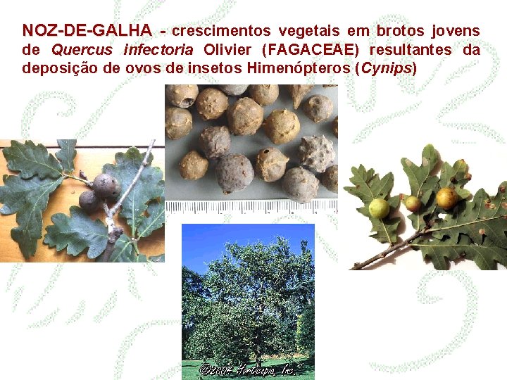 NOZ-DE-GALHA - crescimentos vegetais em brotos jovens de Quercus infectoria Olivier (FAGACEAE) resultantes da