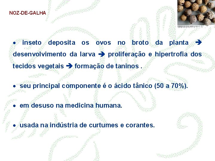NOZ-DE-GALHA · inseto deposita os ovos no broto da planta desenvolvimento da larva proliferação