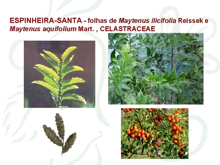 ESPINHEIRA-SANTA - folhas de Maytenus ilicifolia Reissek e Maytenus aquifolium Mart. , CELASTRACEAE 