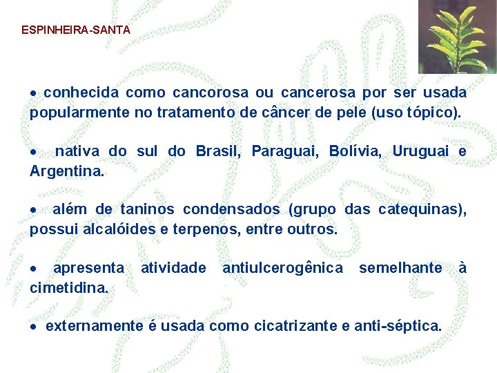 ESPINHEIRA-SANTA · conhecida como cancorosa ou cancerosa por ser usada popularmente no tratamento de