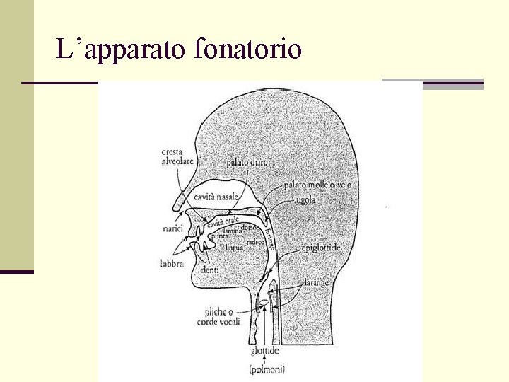 L’apparato fonatorio 