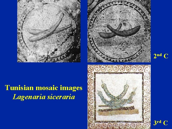 2 nd C Tunisian mosaic images Lagenaria siceraria 3 rd C 