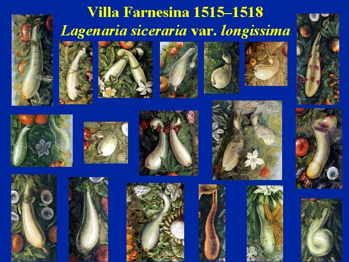 Villa Farnesina 1515– 1518 Lagenaria siceraria var. longissima 