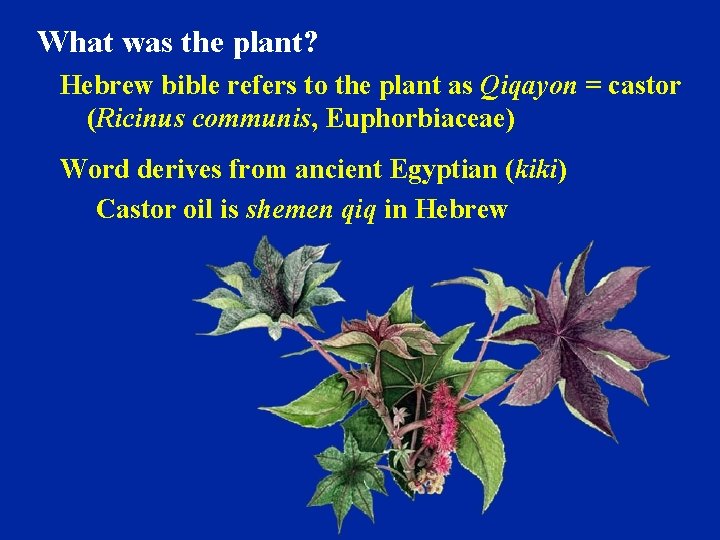 What was the plant? Hebrew bible refers to the plant as Qiqayon = castor