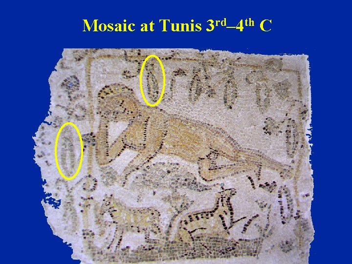 Mosaic at Tunis 3 rd– 4 th C 