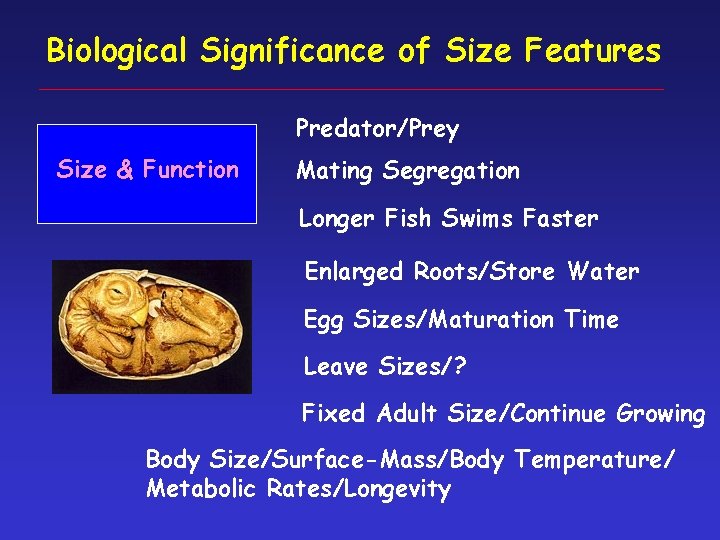 Biological Significance of Size Features Predator/Prey Size & Function Mating Segregation Longer Fish Swims