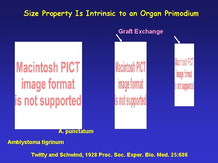 Size Property Is Intrinsic to an Organ Primodium Graft Exchange A. punctatum Amblystoma tigrinum