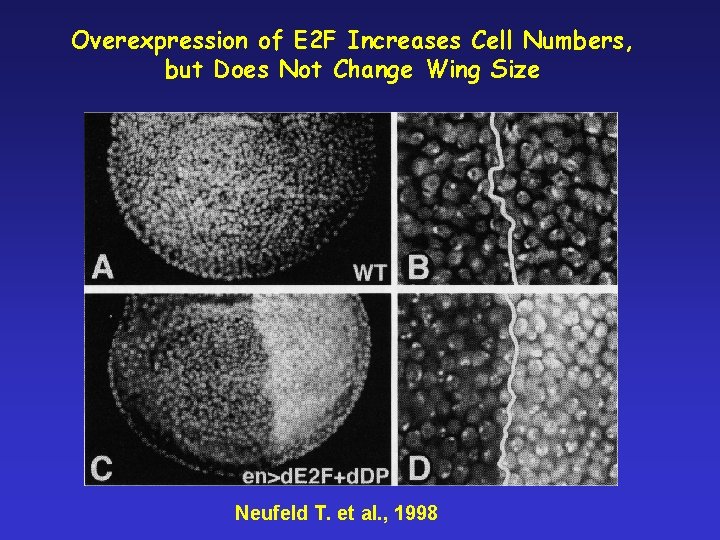 Overexpression of E 2 F Increases Cell Numbers, but Does Not Change Wing Size