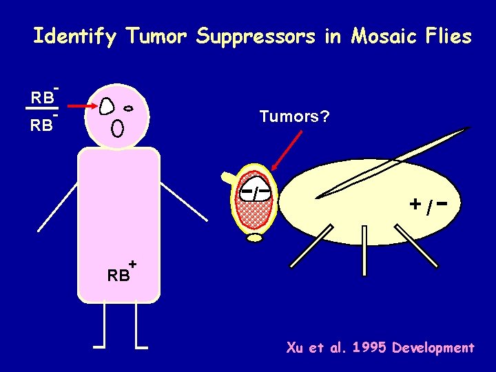 Identify Tumor Suppressors in Mosaic Flies RB RB Tumors? / +/ + RB Xu