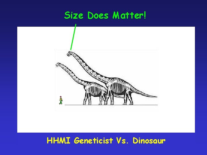 Size Does Matter! . Geneticist Dinosaur HHMI Geneticist and his. Vs. mouse and fly
