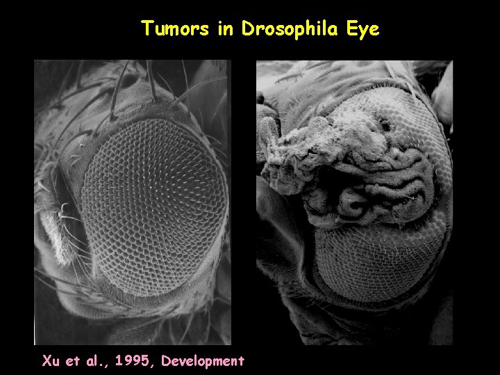 Tumors in Drosophila Eye Xu et al. , 1995, Development 