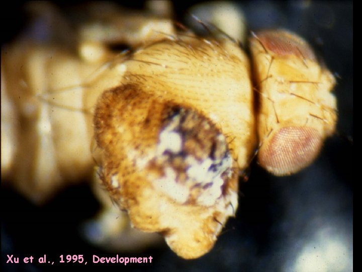 Xu et al. , 1995, Development 