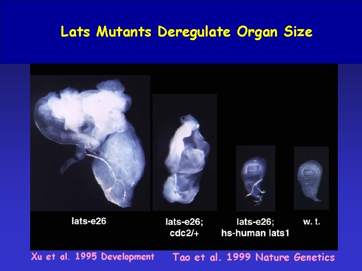 Lats Mutants Deregulate Organ Size Xu et al. 1995 Development Tao et al. 1999