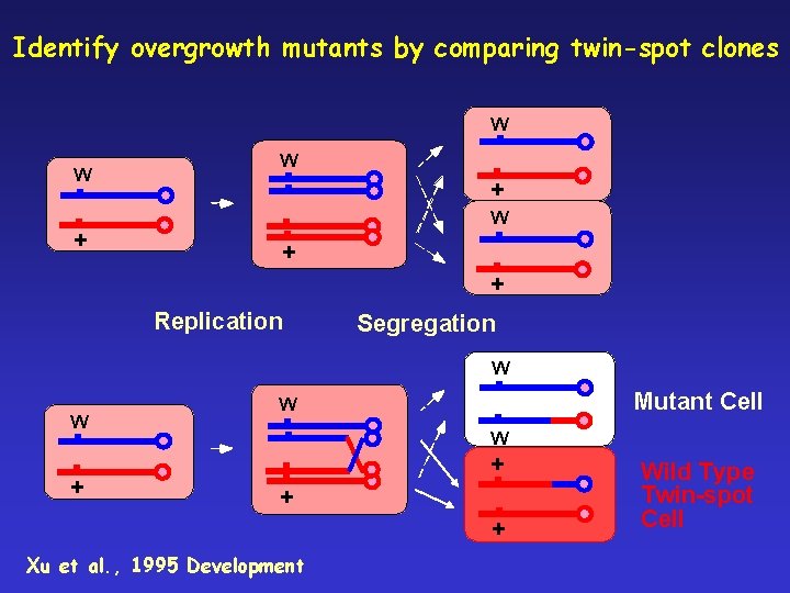 Identify overgrowth mutants by comparing twin-spot clones W W + W + + Replication