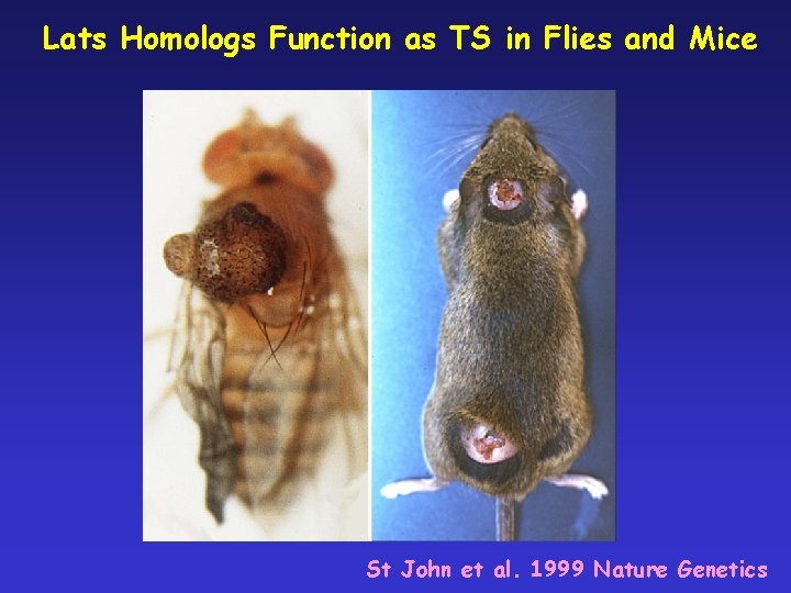 Lats Homologs Function as TS in Flies and Mice St John et al. 1999