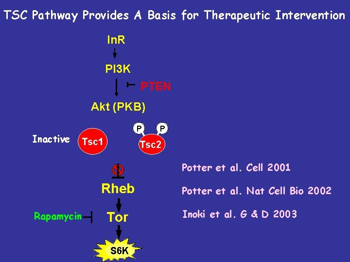 TSC Pathway Provides A Basis for Therapeutic Intervention In. R PI 3 K PTEN