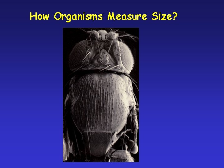 How Organisms Measure Size? 