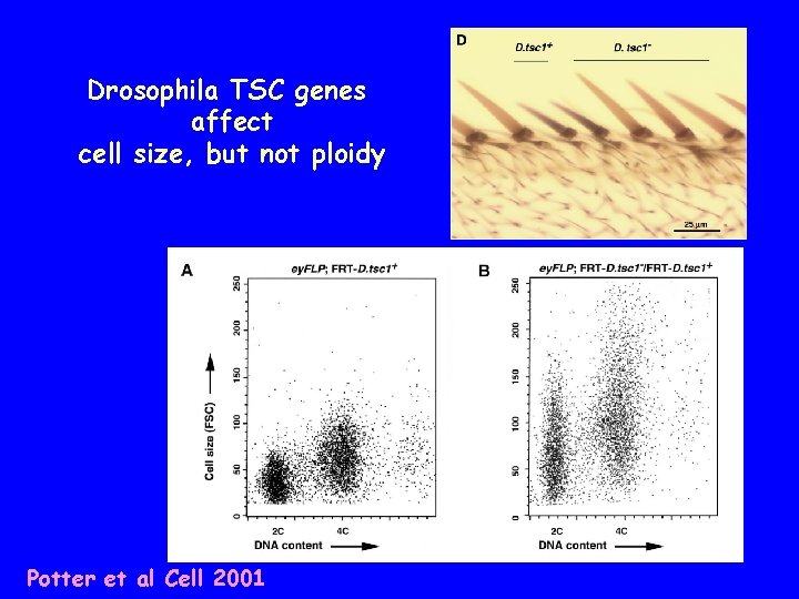 Drosophila TSC genes affect cell size, but not ploidy Potter et al Cell 2001