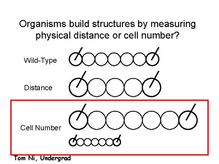 Organisms build structures by measuring physical distance or cell number? Wild-Type Distance Cell Number