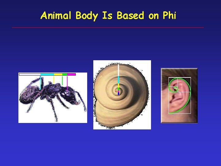 Animal Body Is Based on Phi 