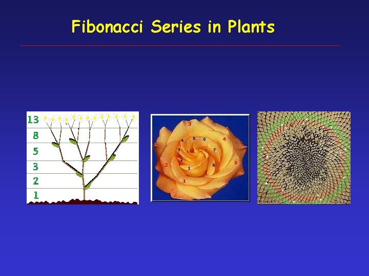 Fibonacci Series in Plants 