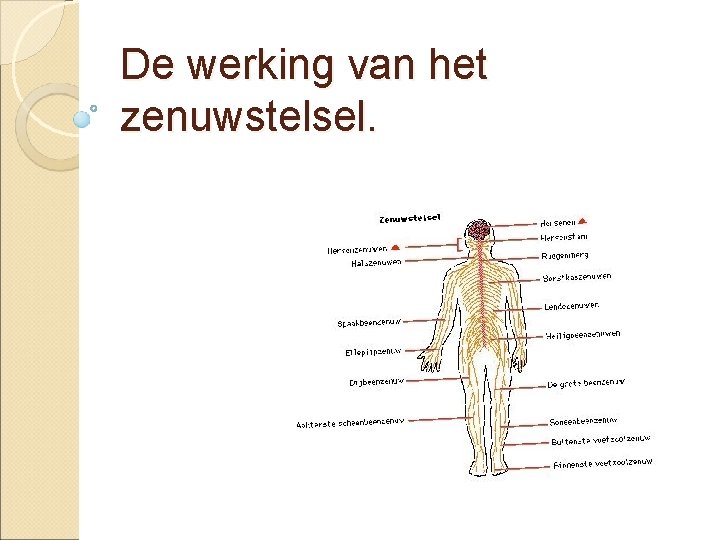 De werking van het zenuwstelsel. 