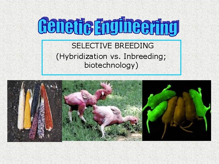 SELECTIVE BREEDING (Hybridization vs. Inbreeding; biotechnology) 