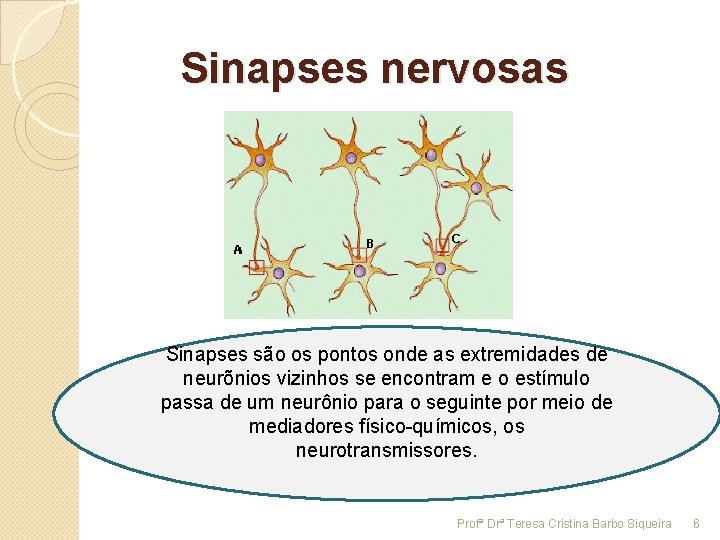 Sinapses nervosas Sinapses são os pontos onde as extremidades de neurõnios vizinhos se encontram