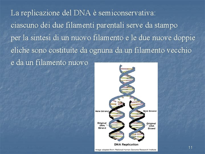 La replicazione del DNA è semiconservativa: ciascuno dei due filamenti parentali serve da stampo