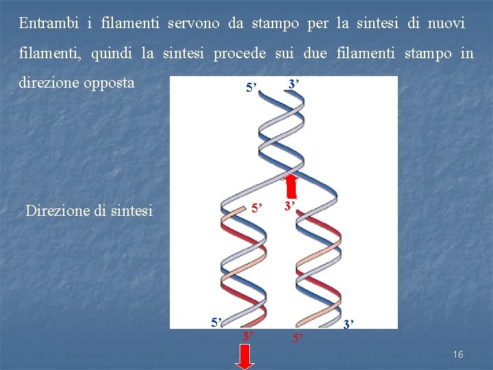 Entrambi i filamenti servono da stampo per la sintesi di nuovi filamenti, quindi la