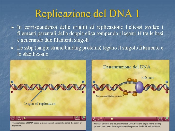Replicazione del DNA 1 ¯ ¯ In corrispondenza delle origini di replicazione l’elicasi svolge