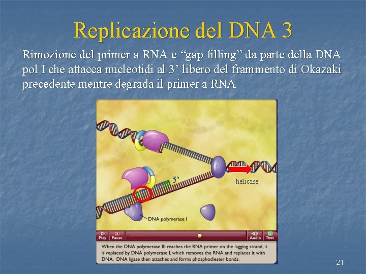 Replicazione del DNA 3 Rimozione del primer a RNA e “gap filling” da parte
