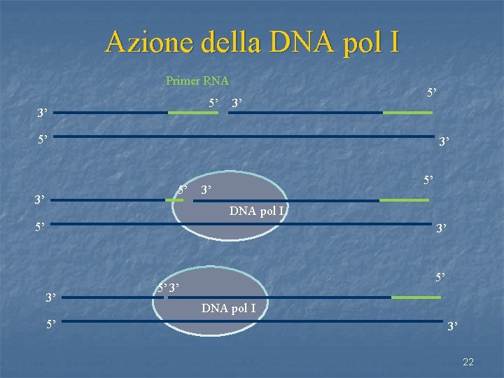 Azione della DNA pol I Primer RNA 5’ 3’ 3’ 5’ 5’ 3’ DNA