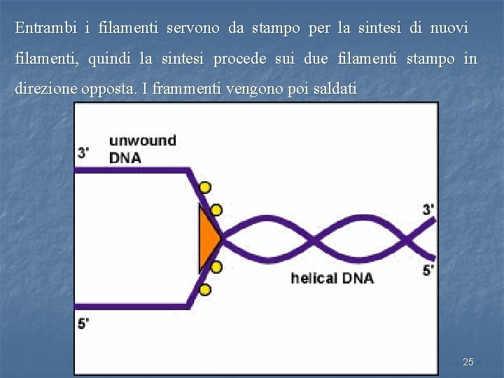 Entrambi i filamenti servono da stampo per la sintesi di nuovi filamenti, quindi la