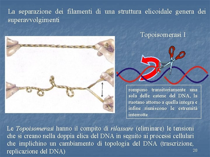 La separazione dei filamenti di una struttura elicoidale genera dei superavvolgimenti Topoisomerasi I rompono