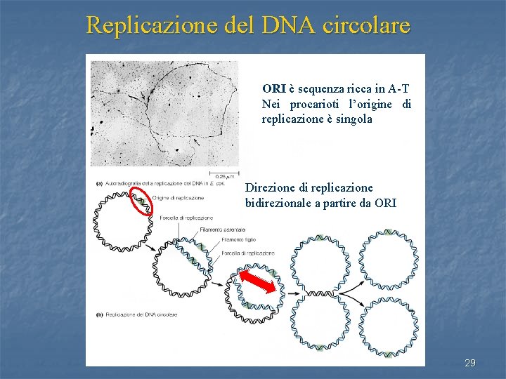 Replicazione del DNA circolare ORI è sequenza ricca in A-T Nei procarioti l’origine di